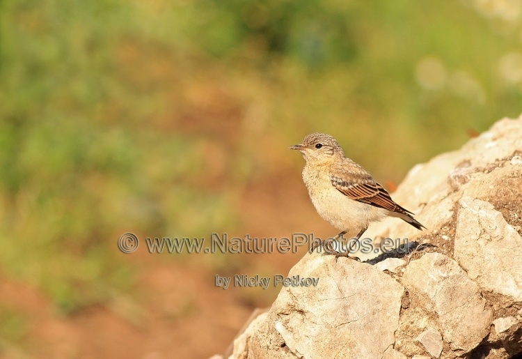 WildLife Photos of Birds, Wheatears & others, Northern Wheatear, Oenanthe oenanthe